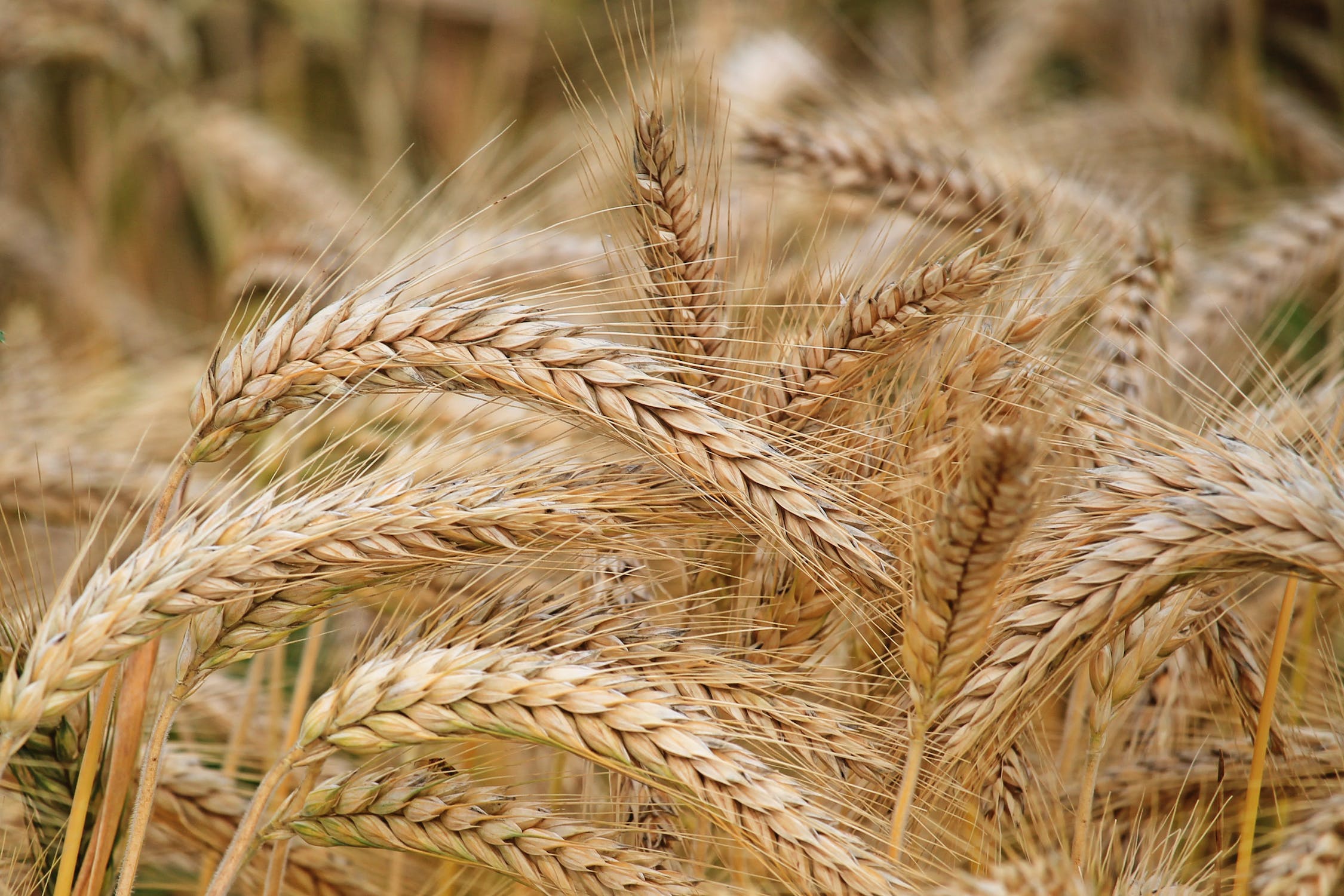 Kazakhstan's wheat and meslin exports soar by 16.5% in volume and 3.5% in value 